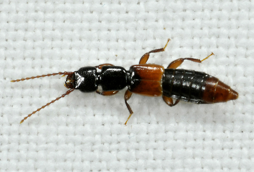 Staphylinidae: Achenium sp.